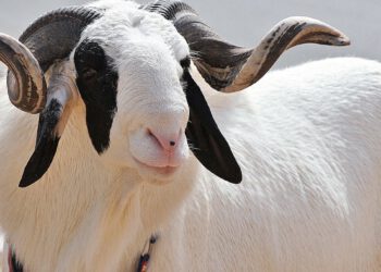 Why Muslims May Celebrate Low-Key Eid-El-Kabir