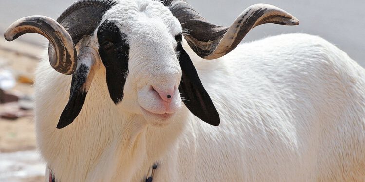 Why Muslims May Celebrate Low-Key Eid-El-Kabir