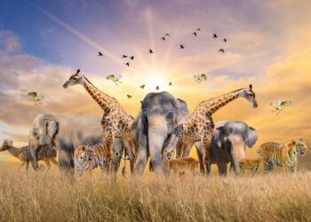 Do Animals Dream By Shoberu Kehinde