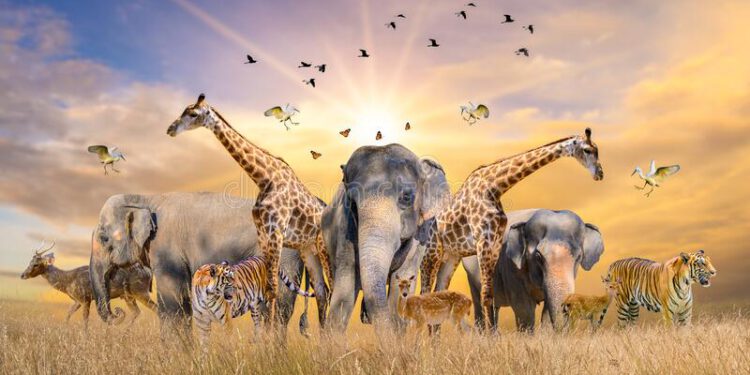 Do Animals Dream By Shoberu Kehinde