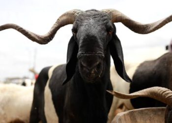 Eid-El-Kabir: FG Declares Wednesday, Thursday Public Holiday