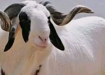 Oluremi Tinubu Extends Heartfelt Eid-el-Kabir Greetings to the Nation