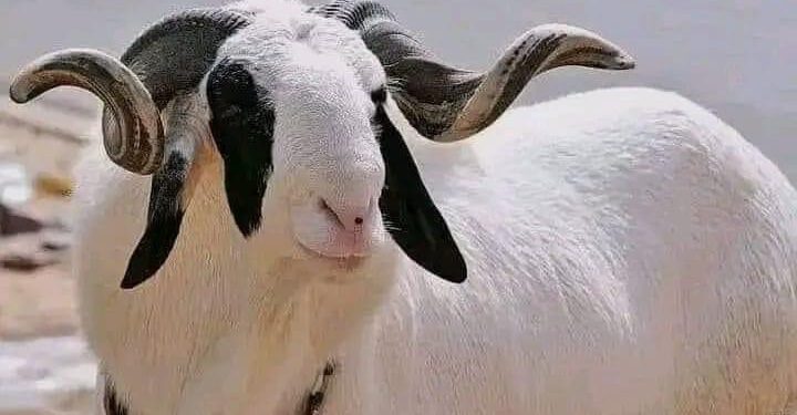 Oluremi Tinubu Extends Heartfelt Eid-el-Kabir Greetings to the Nation